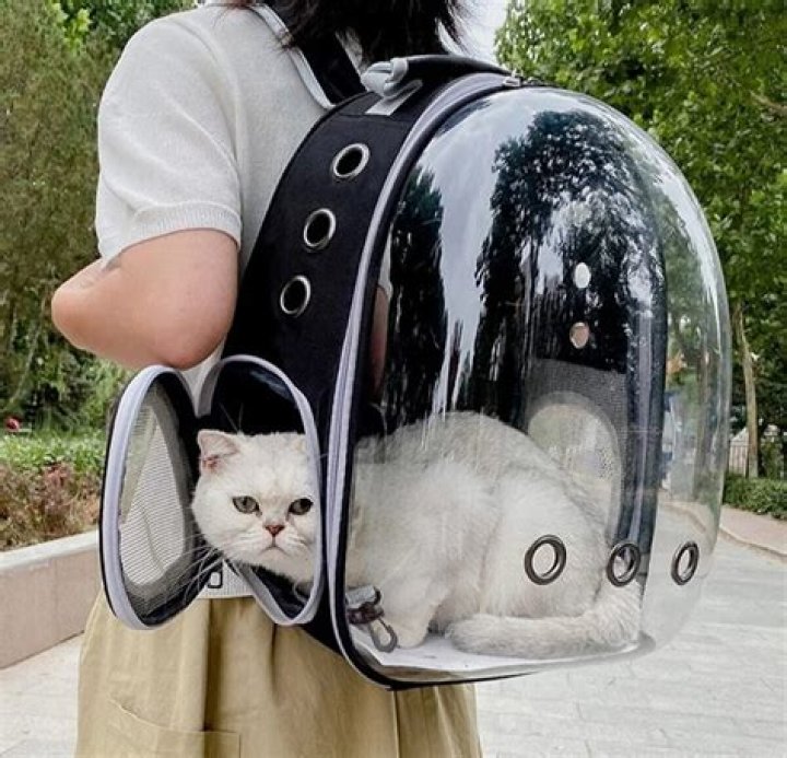 Discovering The Comfort And Convenience Of The Cat Sack Carrier