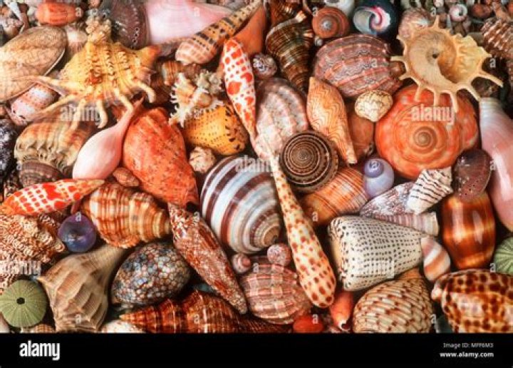 Exploring The Fascinating World Of Snail Shells