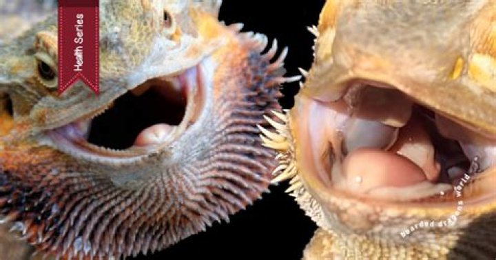 Understanding The Social Behavior Of Bearded Dragons