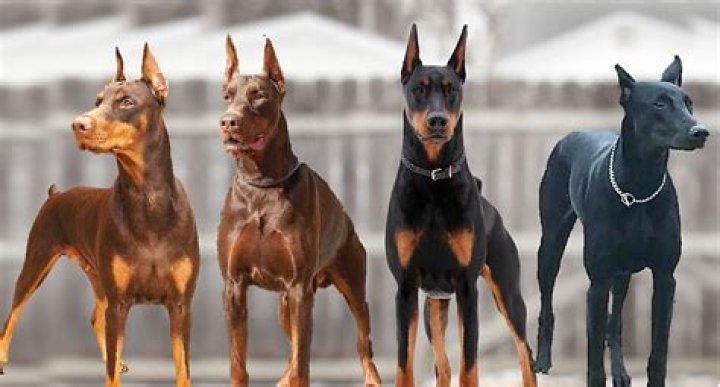 Unveiling The Life Of Chad Doberman's Wife: A Journey Beyond The Spotlight